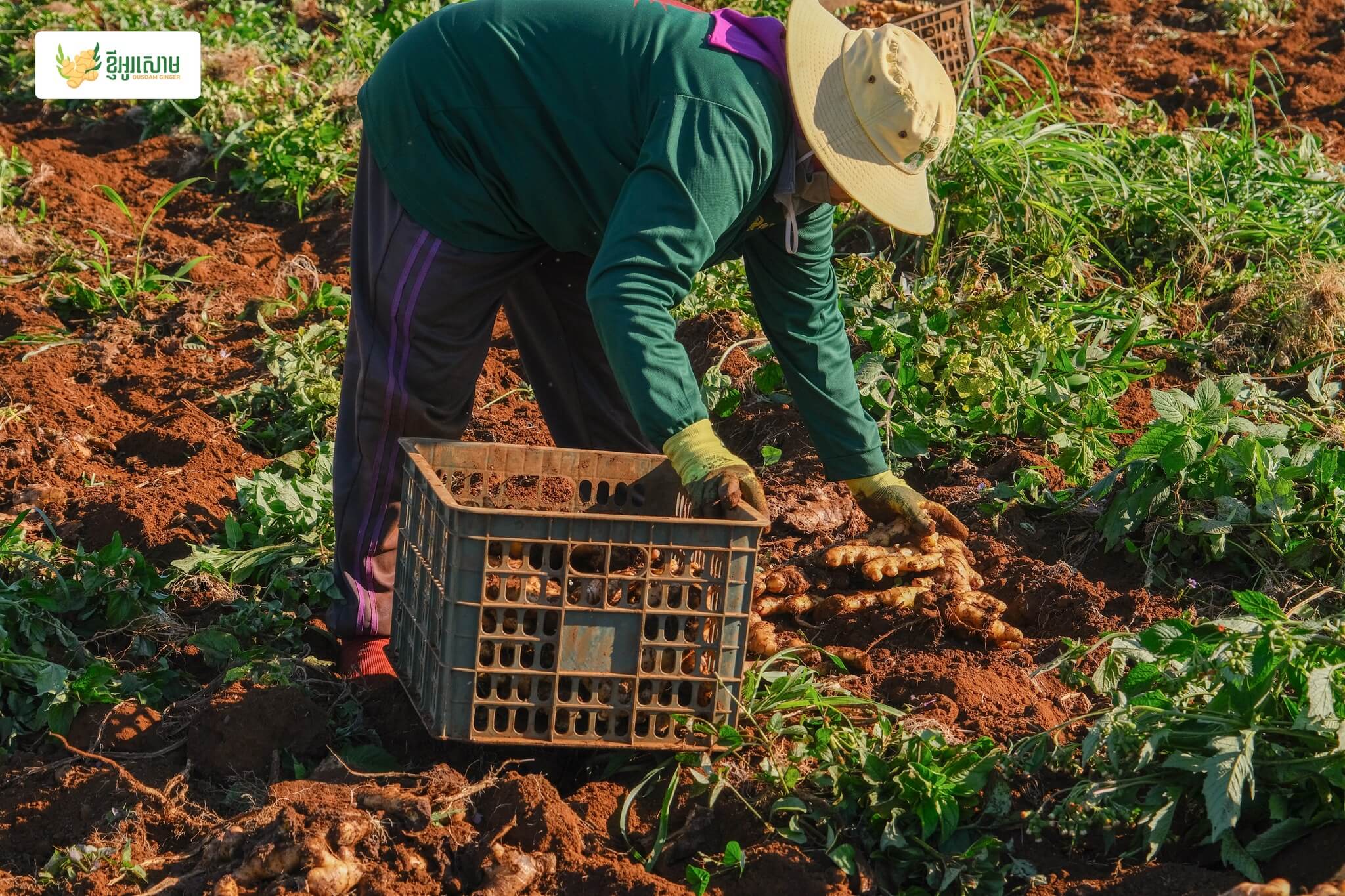 Farmer harvesting ginger in field